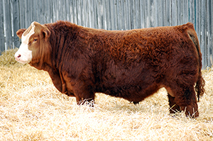 photo of herdsire WLB Top Tier 456G